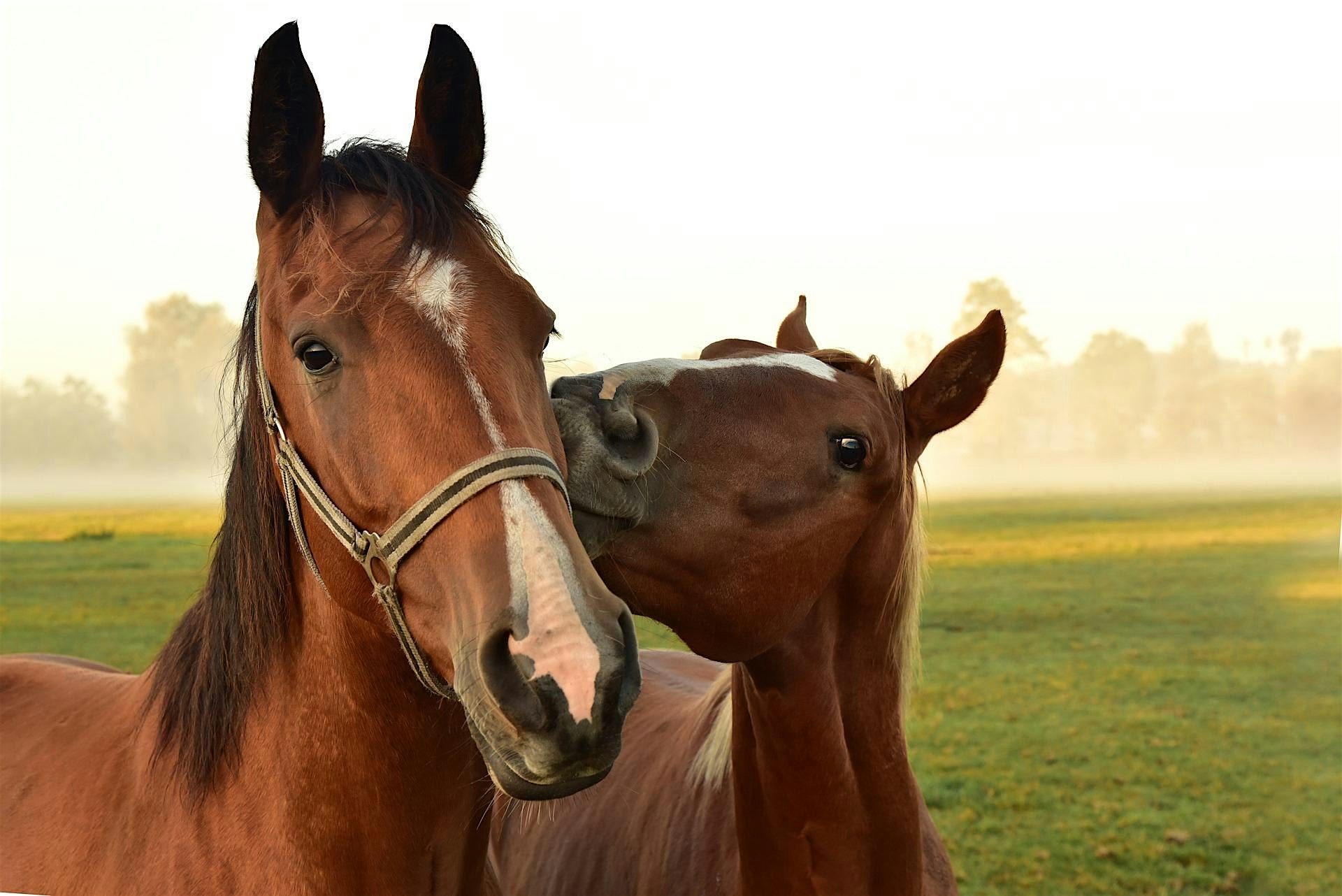 2025 Franklin Region Horse Mini-Series #2: Fecal Sampling (dinner meeting) – Louisburg, NC