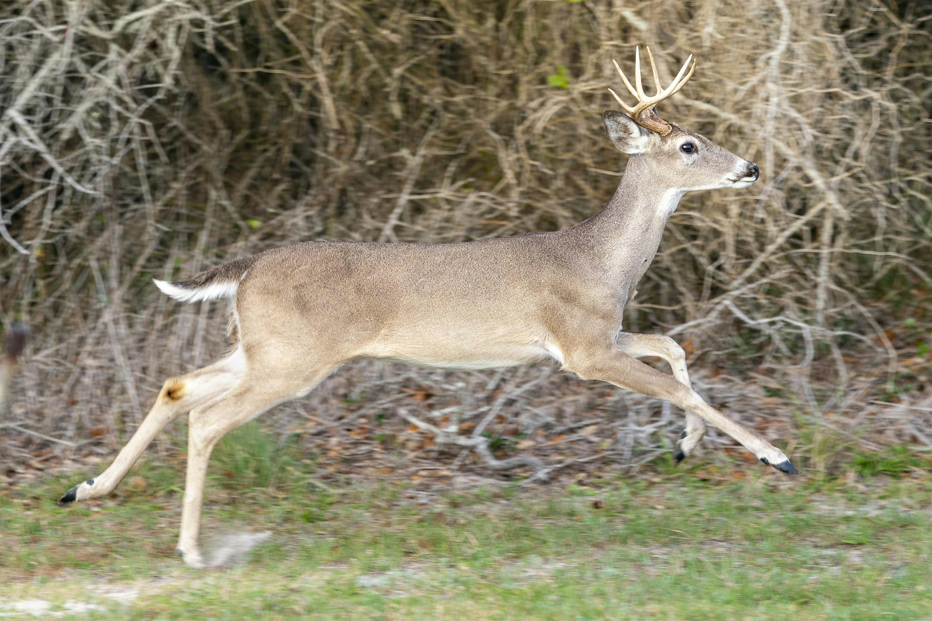 Ag Use Valuation & Wildlife Management – McKinney, TX