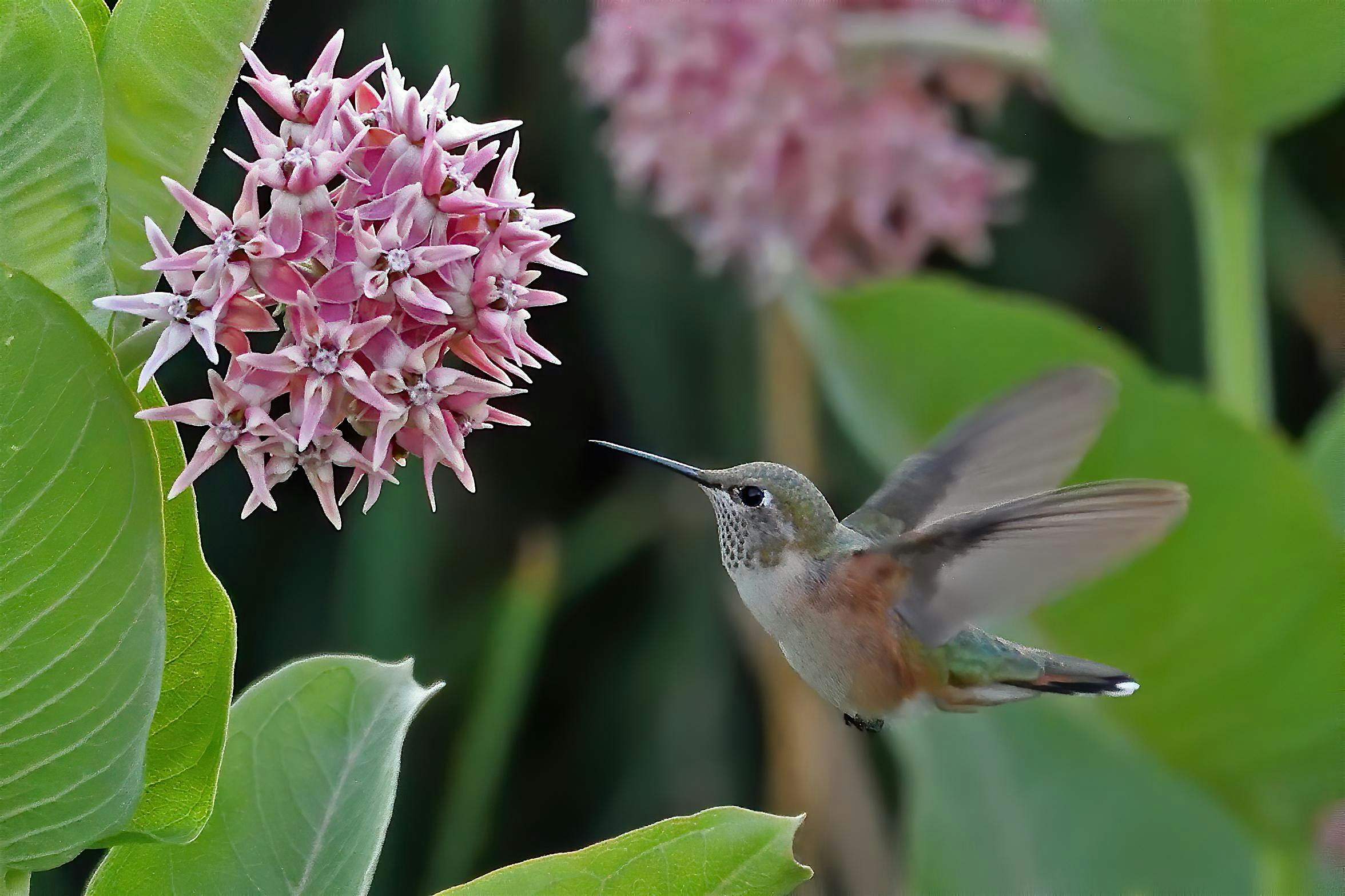 10th Annual Landscaping with Colorado Native Plants Conference 2025 – Fort Collins, CO