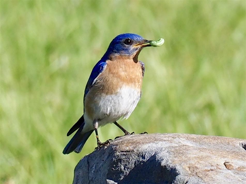 All About Birds: Birding for Beginners – Pequea, PA