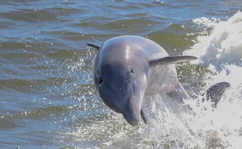 Book your 2-Hour Dolphin and Nature Eco Tour from Orange Beach experience today. Discover upcoming events, exciting activities, tours, places to eat, places to stay, and fun things to do in Orange Beach, Alabama with PartyFixx.co.