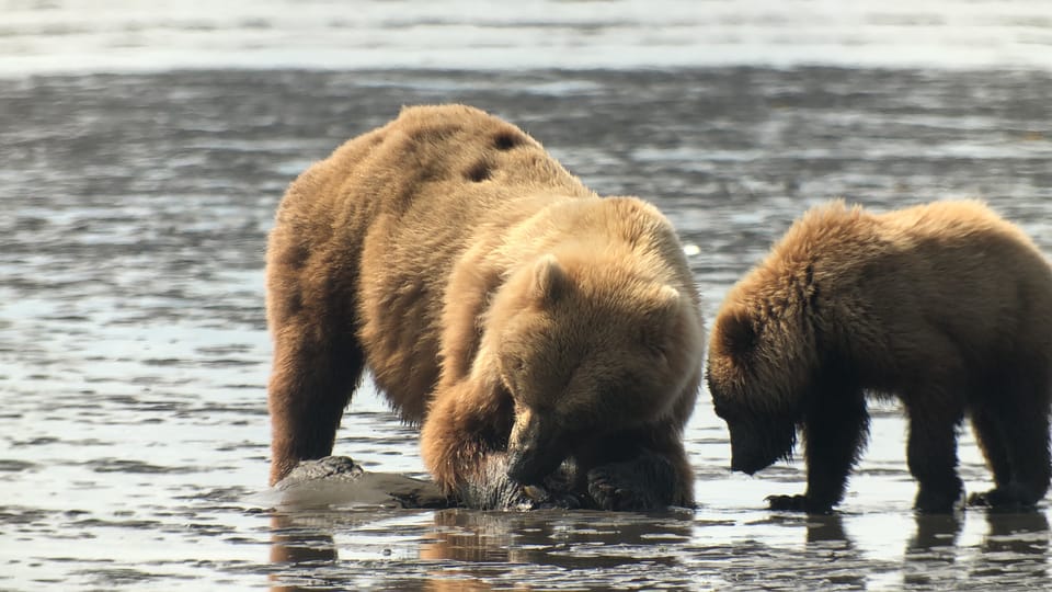 Book your Alaska 9 Day Ocean Wildlife to Interior Wilderness Adventure experience today. Discover upcoming events, exciting activities, tours, places to eat, places to stay, and fun things to do in Alaska, Alaska with PartyFixx.co.