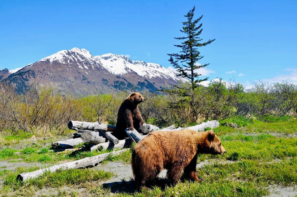 Book your Alaska Wildlife Conservation Center: Admission Ticket experience today. Discover upcoming events, exciting activities, tours, places to eat, places to stay, and fun things to do in Anchorage, Alaska with PartyFixx.co.