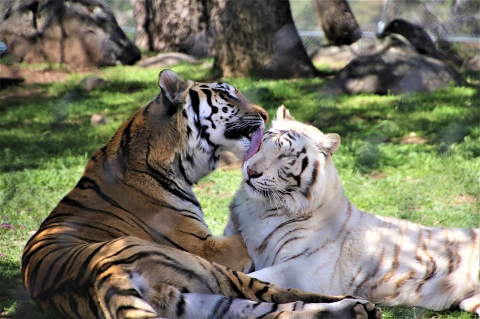 Book your Alpine: Lions Tigers & Bears Animal Sanctuary Guided Visit experience today. Discover upcoming events, exciting activities, tours, places to eat, places to stay, and fun things to do in California, California with PartyFixx.co.