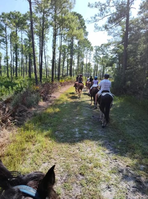 Book your Amelia Island: Pumpkin Hill Guided Horse Ride experience today. Discover upcoming events, exciting activities, tours, places to eat, places to stay, and fun things to do in Jacksonville, Florida with PartyFixx.co.