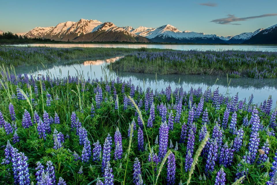 Book your Anchorage: Turnagain Arm Highlights Photography Day Trip experience today. Discover upcoming events, exciting activities, tours, places to eat, places to stay, and fun things to do in Alaska, Alaska with PartyFixx.co.