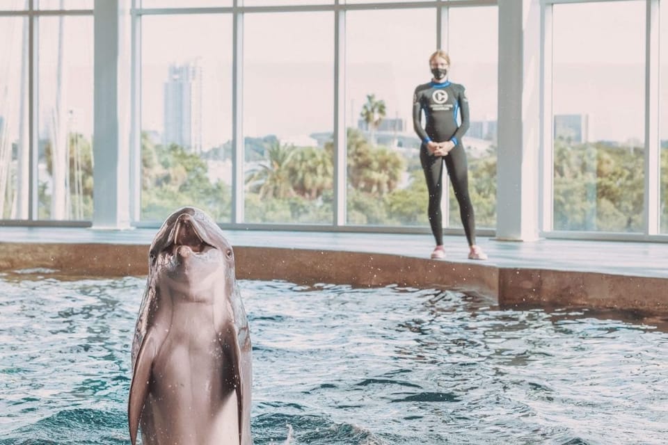 Book your Clearwater: Eco-Certified Marine Aquarium General Admission experience today. Discover upcoming events, exciting activities, tours, places to eat, places to stay, and fun things to do in Clearwater, Florida with PartyFixx.co.