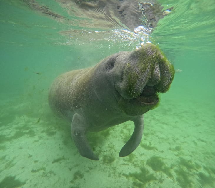 Book your Crystal River: Manatee In-Water Snorkel Tour experience today. Discover upcoming events, exciting activities, tours, places to eat, places to stay, and fun things to do in Crystal River, Florida with PartyFixx.co.