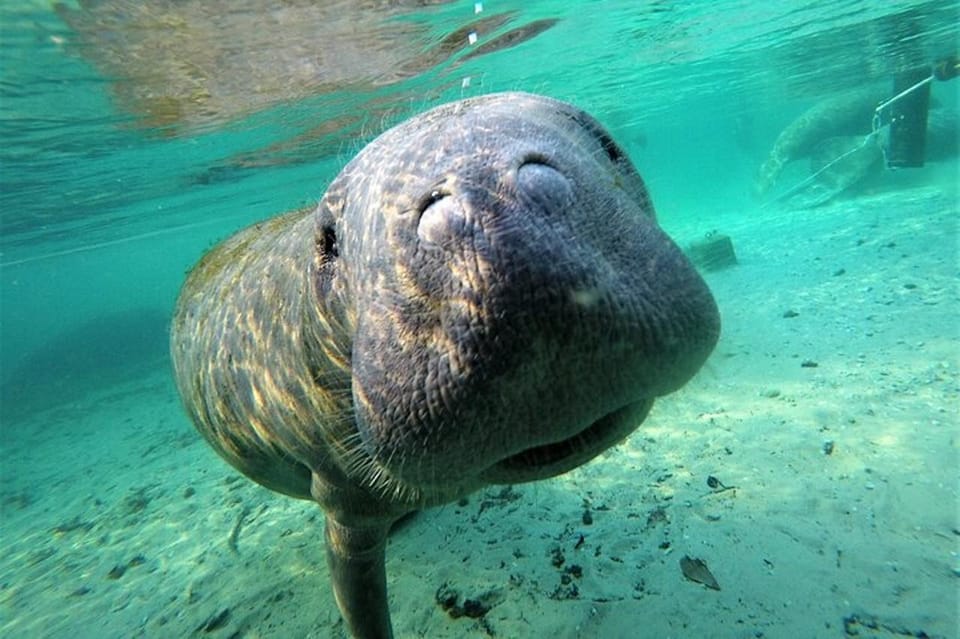 Book your Crystal River: Manatee Swim Tour experience today. Discover upcoming events, exciting activities, tours, places to eat, places to stay, and fun things to do in Crystal River, Florida with PartyFixx.co.