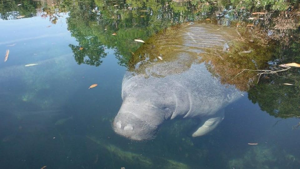 Book your Crystal River: Manatee Viewing Cruise experience today. Discover upcoming events, exciting activities, tours, places to eat, places to stay, and fun things to do in Crystal River, Florida with PartyFixx.co.