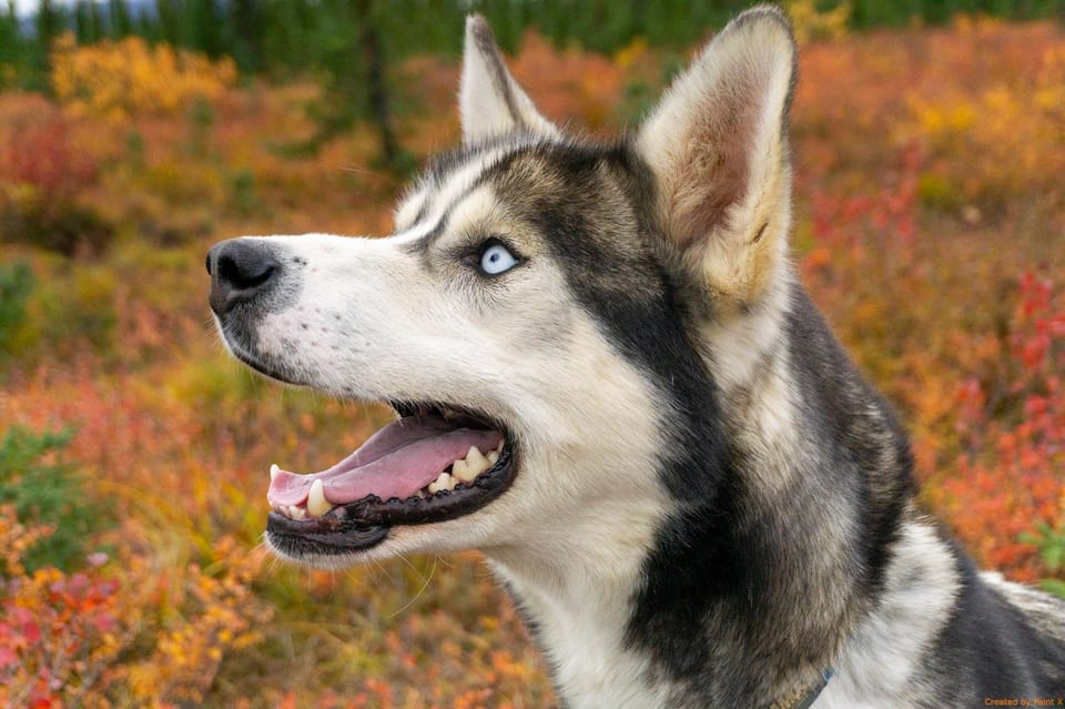 Book your Denali: 1 Hour Tundra Walk With Free Running Sled Dogs experience today. Discover upcoming events, exciting activities, tours, places to eat, places to stay, and fun things to do in Alaska, Alaska with PartyFixx.co.