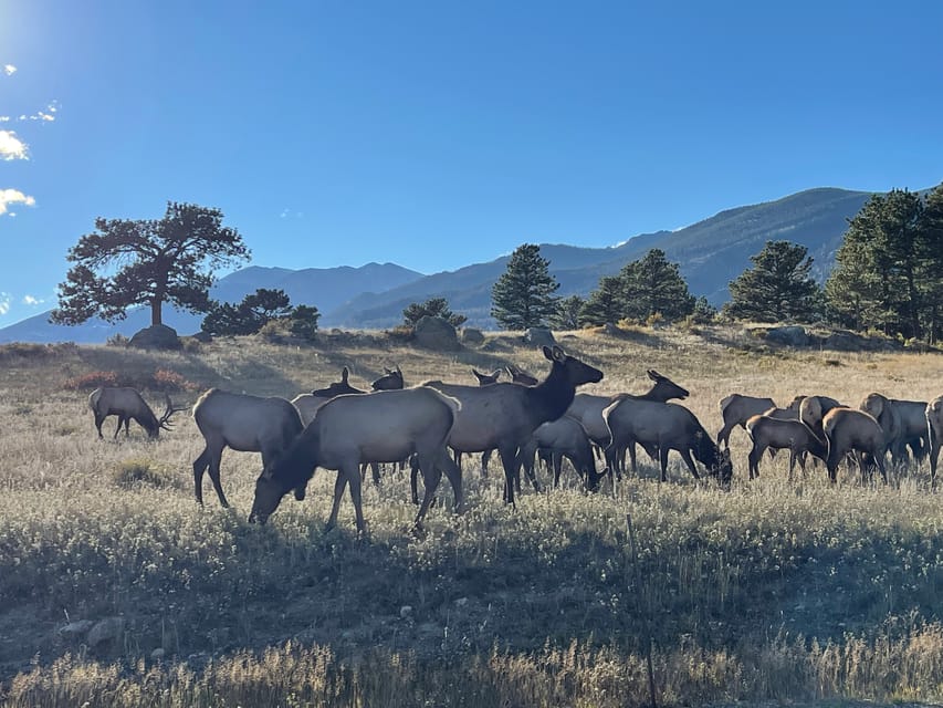 Book your Estes Park: Guided Sunset Elk Mating Ritual Tour experience today. Discover upcoming events, exciting activities, tours, places to eat, places to stay, and fun things to do in Estes Park, Colorado with PartyFixx.co.