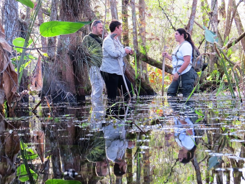 Book your Everglades: 1.5 Hour Group Swamp Walk experience today. Discover upcoming events, exciting activities, tours, places to eat, places to stay, and fun things to do in Big Cypress National Preserve, Florida with PartyFixx.co.