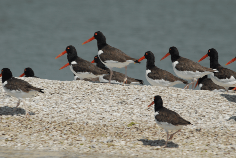 Book your Everglades: Birding, Wildlife, and Photography Expedition experience today. Discover upcoming events, exciting activities, tours, places to eat, places to stay, and fun things to do in Homestead, Florida with PartyFixx.co.