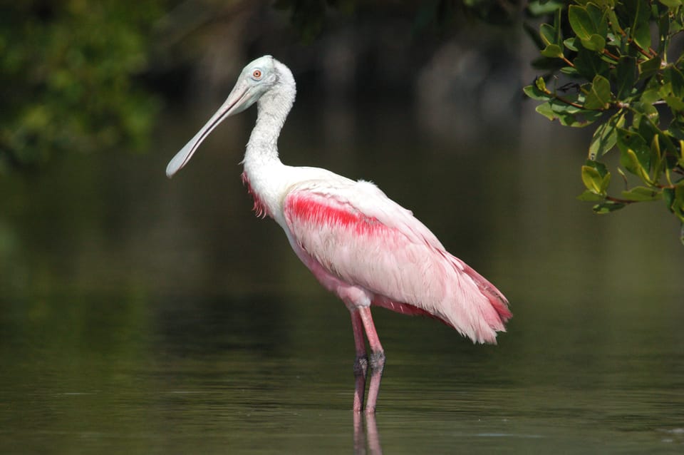 Book your Everglades National Park: Private 2.5-Hour Photo Safari experience today. Discover upcoming events, exciting activities, tours, places to eat, places to stay, and fun things to do in Everglades City, Florida with PartyFixx.co.