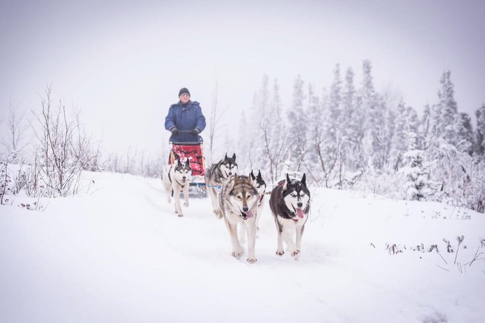 Book your Fairbanks, AK: "Drive your Own Dog Team" Sledding Adventure experience today. Discover upcoming events, exciting activities, tours, places to eat, places to stay, and fun things to do in Fairbanks, Alaska with PartyFixx.co.