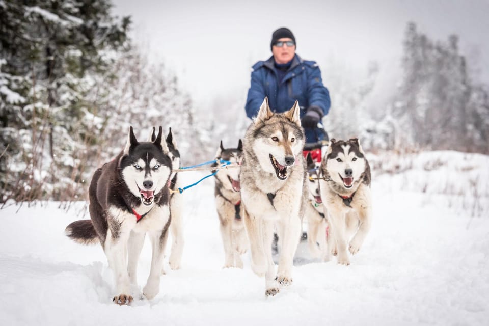 Book your Fairbanks, AK: Half Day "Drive your Own Dog Team" Tour experience today. Discover upcoming events, exciting activities, tours, places to eat, places to stay, and fun things to do in Alaska, Alaska with PartyFixx.co.