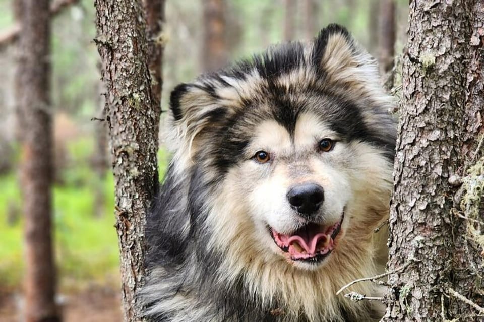 Book your Fairbanks: Alaskan Summer Sled Dog Adventure experience today. Discover upcoming events, exciting activities, tours, places to eat, places to stay, and fun things to do in Fairbanks, Alaska with PartyFixx.co.