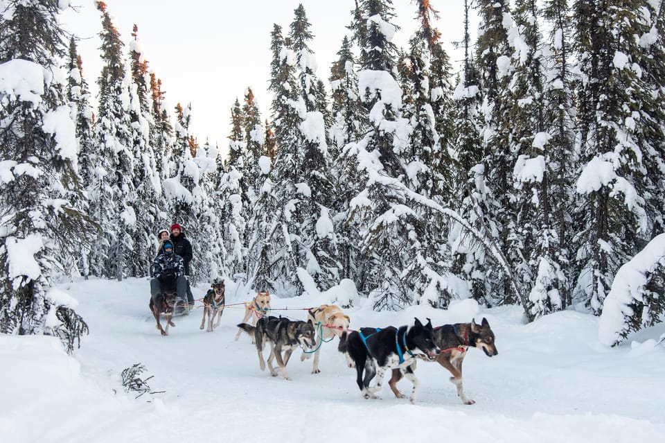 Book your Fairbanks: Borealis Basecamp Dogsled and Reindeer Day Trip experience today. Discover upcoming events, exciting activities, tours, places to eat, places to stay, and fun things to do in Alaska, Alaska with PartyFixx.co.