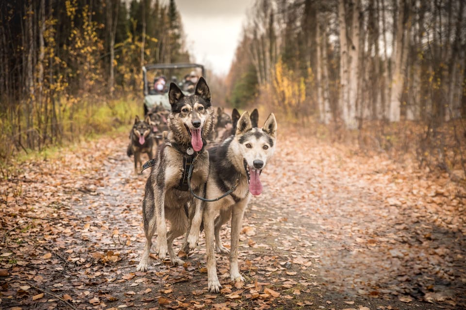 Book your Fairbanks: Dog Mushing through Fall Landscapes on a UTV experience today. Discover upcoming events, exciting activities, tours, places to eat, places to stay, and fun things to do in Fairbanks, Alaska with PartyFixx.co.