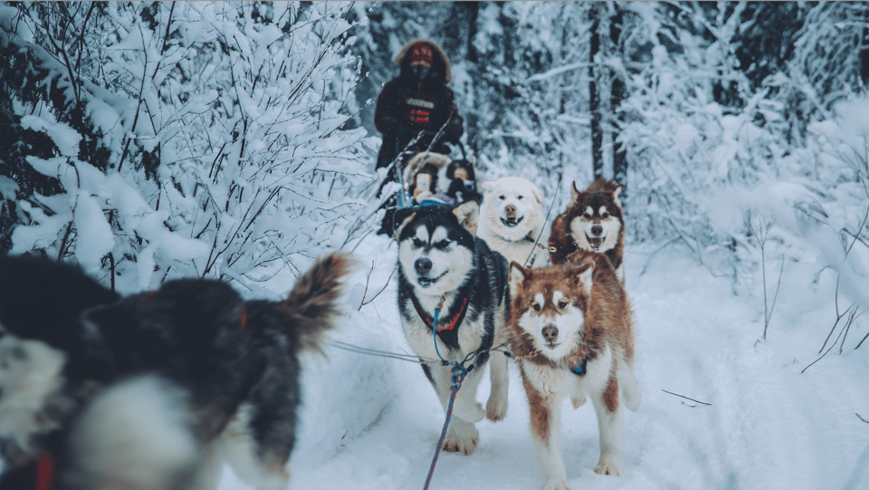 Book your Fairbanks: Dog Sledding Tour with Transportation experience today. Discover upcoming events, exciting activities, tours, places to eat, places to stay, and fun things to do in Fairbanks, Alaska with PartyFixx.co.