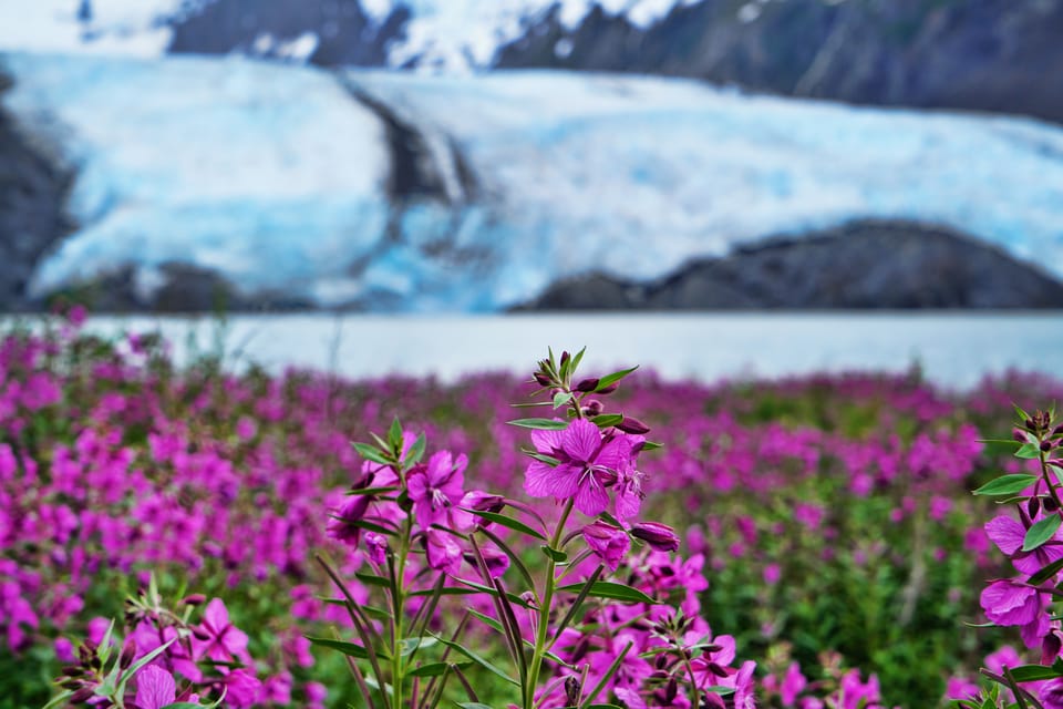 Book your From Anchorage: Valley of Glaciers & Wildlife Center Tour experience today. Discover upcoming events, exciting activities, tours, places to eat, places to stay, and fun things to do in Anchorage, Alaska with PartyFixx.co.