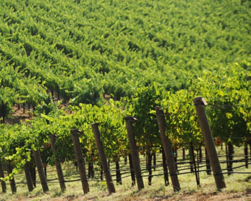 Book your From Napa: Santa Rosa Wine Tasting Tour experience today. Discover upcoming events, exciting activities, tours, places to eat, places to stay, and fun things to do in Napa, California with PartyFixx.co.