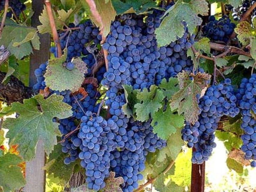 Book your From Napa: Sonoma Private Wine Tour with Tastings experience today. Discover upcoming events, exciting activities, tours, places to eat, places to stay, and fun things to do in Napa, California with PartyFixx.co.