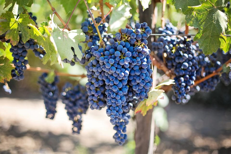 Book your From San Francisco: Napa Valley Winery Tour experience today. Discover upcoming events, exciting activities, tours, places to eat, places to stay, and fun things to do in California, California with PartyFixx.co.