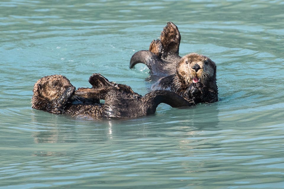 Book your From Seward: Half-Day Resurrection Bay Wildlife Cruise Tour experience today. Discover upcoming events, exciting activities, tours, places to eat, places to stay, and fun things to do in Seward, Alaska with PartyFixx.co.