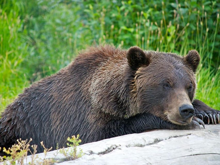 Book your Girdwood: Bears, Trains, & Icebergs Tour experience today. Discover upcoming events, exciting activities, tours, places to eat, places to stay, and fun things to do in Anchorage, Alaska with PartyFixx.co.