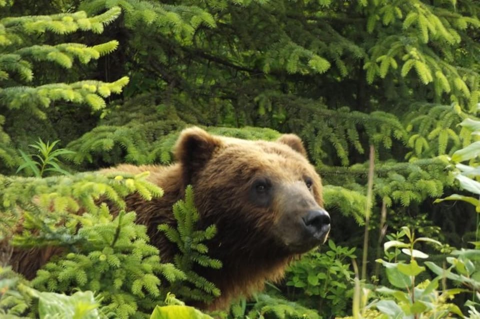 Book your Hoonah: Chichagof Island Brown Bear Search experience today. Discover upcoming events, exciting activities, tours, places to eat, places to stay, and fun things to do in Alaska, Alaska with PartyFixx.co.