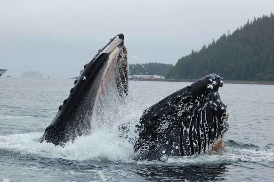 Book your Hoonah: Whale Watching Cruise experience today. Discover upcoming events, exciting activities, tours, places to eat, places to stay, and fun things to do in Alaska, Alaska with PartyFixx.co.