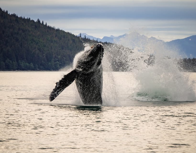 Book your Juneau: Mendenhall Glacier Waterfall & Whale Watching Tour experience today. Discover upcoming events, exciting activities, tours, places to eat, places to stay, and fun things to do in Juneau, Alaska with PartyFixx.co.