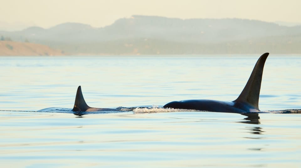 Book your Juneau: Whale Watching and Mendenhall Glacier Day Trip experience today. Discover upcoming events, exciting activities, tours, places to eat, places to stay, and fun things to do in Juneau, Alaska with PartyFixx.co.