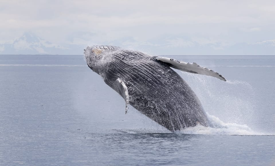 Book your Juneau: Whale Watching and Wildlife Cruise with Local Guide experience today. Discover upcoming events, exciting activities, tours, places to eat, places to stay, and fun things to do in Juneau, Alaska with PartyFixx.co.