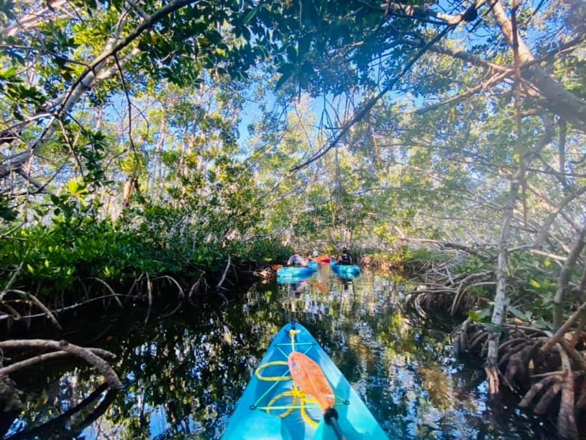 Book your Key West: 2-hour Mangrove Kayak Tour experience today. Discover upcoming events, exciting activities, tours, places to eat, places to stay, and fun things to do in The Mangrove, Key West, Florida with PartyFixx.co.