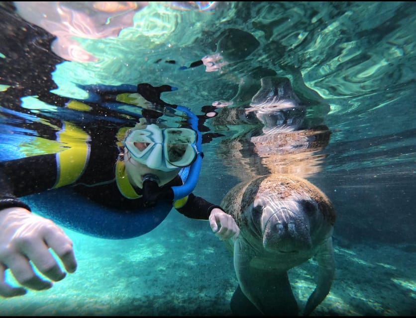 Book your Manatee Snorkeling Tour with in water Guide and photographer experience today. Discover upcoming events, exciting activities, tours, places to eat, places to stay, and fun things to do in Crystal River, Florida with PartyFixx.co.