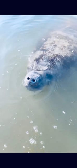 Book your Manatee and Nature Tour of Ormond Beach experience today. Discover upcoming events, exciting activities, tours, places to eat, places to stay, and fun things to do in Ormond Beach, Florida with PartyFixx.co.