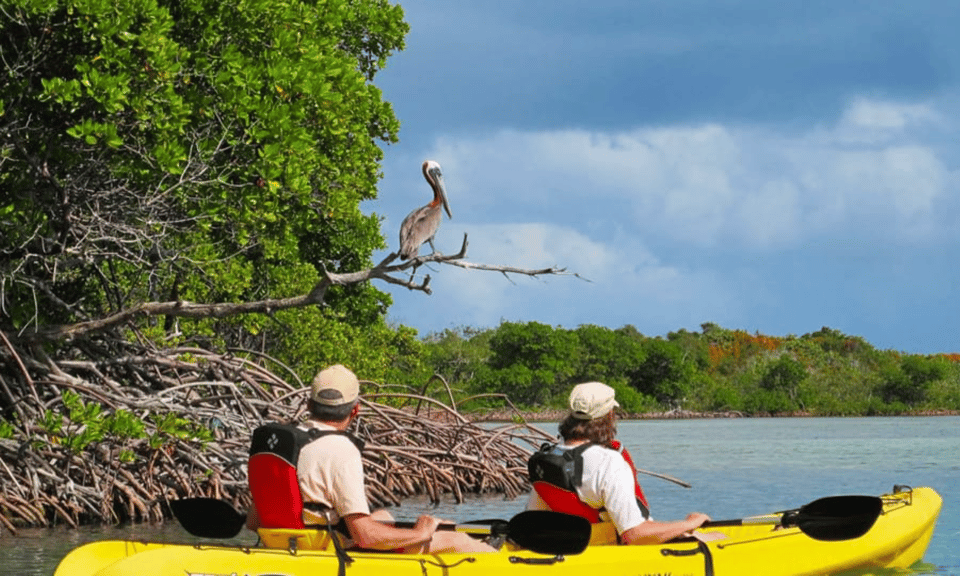 Book your Mangrove Jungle exploration on SUP/Kayak experience today. Discover upcoming events, exciting activities, tours, places to eat, places to stay, and fun things to do in Miami, Florida with PartyFixx.co.