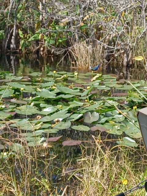 Book your Miami: Everglades Airboat Eco Tour w/ Luxury Transportation experience today. Discover upcoming events, exciting activities, tours, places to eat, places to stay, and fun things to do in Shark Valley, Florida with PartyFixx.co.