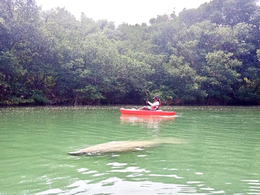 Book your Miami: Manatee Season Paddleboard or Kayak Tour experience today. Discover upcoming events, exciting activities, tours, places to eat, places to stay, and fun things to do in Miami, Florida with PartyFixx.co.