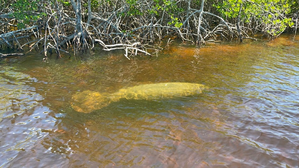 Book your Naples, FL: Manatee Sightseeing and Wildlife Boat Tour experience today. Discover upcoming events, exciting activities, tours, places to eat, places to stay, and fun things to do in Naples, Florida with PartyFixx.co.