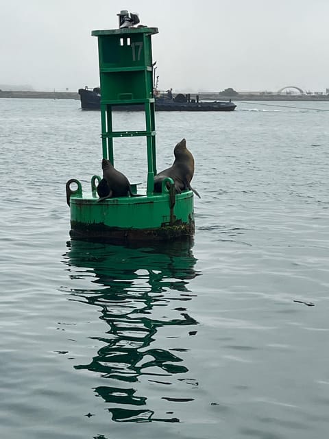 Book your San Diego: Sea Lion Boat Tour with Captain experience today. Discover upcoming events, exciting activities, tours, places to eat, places to stay, and fun things to do in San Diego, California with PartyFixx.co.