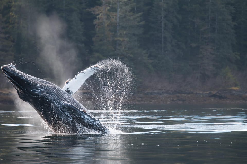 Book your Sitka: 2-Hour Marine Wildlife Tour experience today. Discover upcoming events, exciting activities, tours, places to eat, places to stay, and fun things to do in Juneau City Alaska, Alaska with PartyFixx.co.