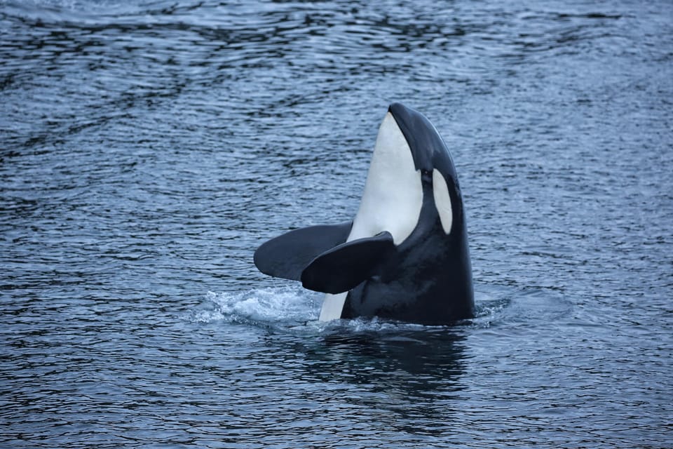 Book your Sitka: 2-Hour Whale Watching and Wildlife Tour experience today. Discover upcoming events, exciting activities, tours, places to eat, places to stay, and fun things to do in Alaska, Alaska with PartyFixx.co.