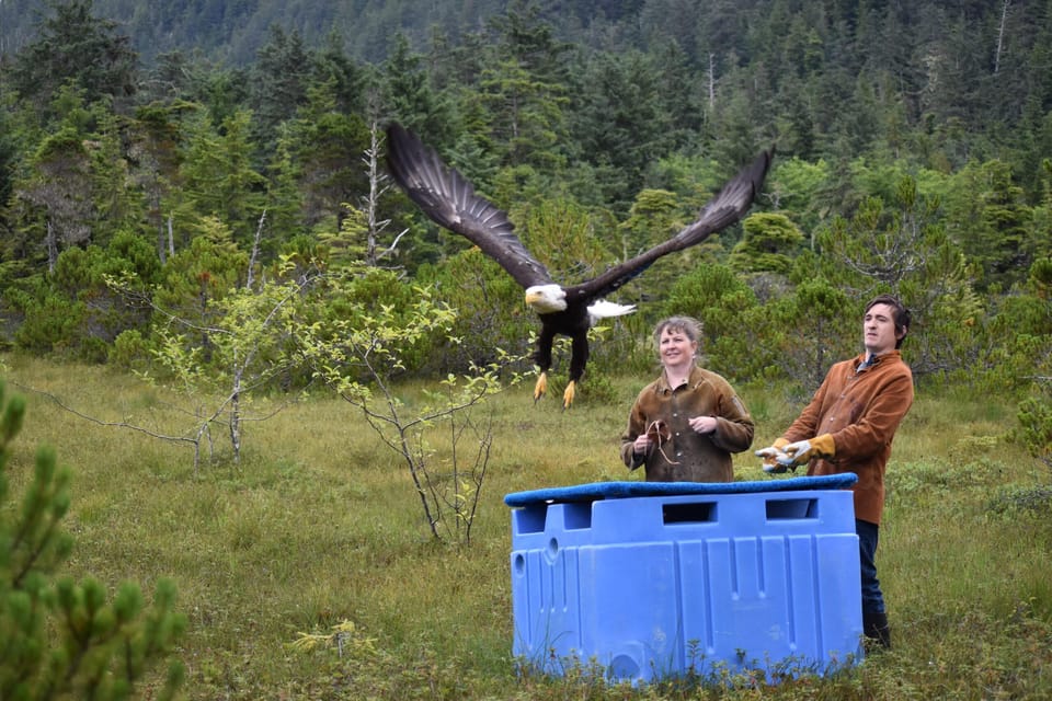 Book your Sitka: Alaska Raptor Center Admission Ticket experience today. Discover upcoming events, exciting activities, tours, places to eat, places to stay, and fun things to do in Alaska, Alaska with PartyFixx.co.