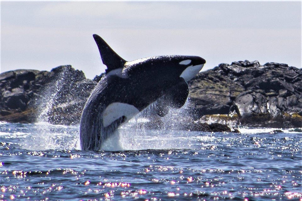 Book your Sitka: Wildlife Charter Boat Tour experience today. Discover upcoming events, exciting activities, tours, places to eat, places to stay, and fun things to do in Alaska, Alaska with PartyFixx.co.