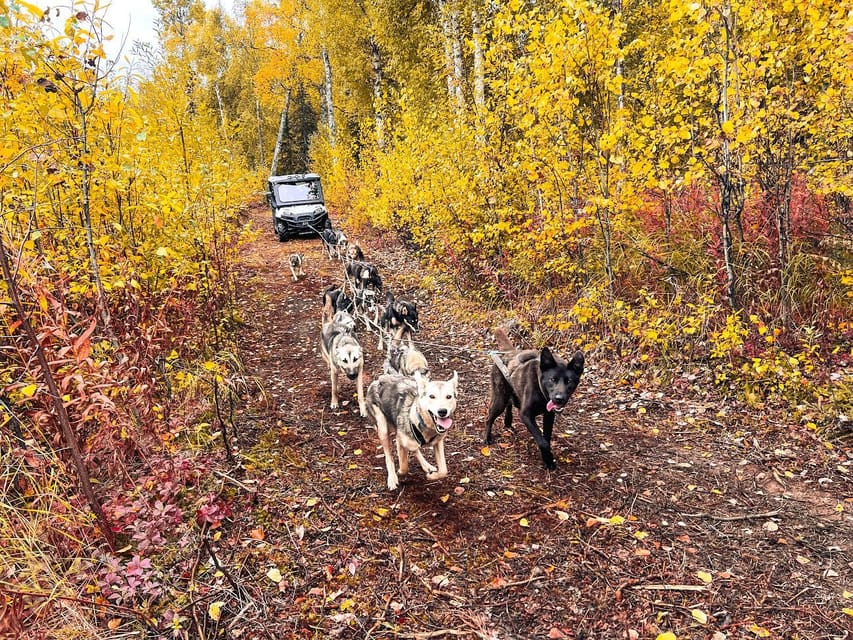 Book your Summer Dog Sled Ride and Kennel Tour experience today. Discover upcoming events, exciting activities, tours, places to eat, places to stay, and fun things to do in Talkeetna, Alaska with PartyFixx.co.