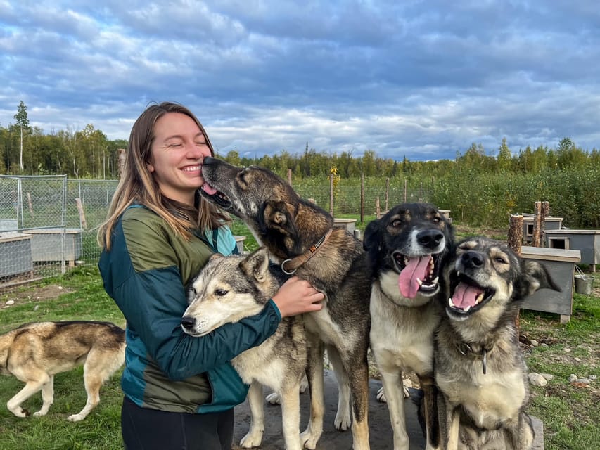 Book your Summer Sled Dog Kennel Tour experience today. Discover upcoming events, exciting activities, tours, places to eat, places to stay, and fun things to do in Talkeetna, Alaska with PartyFixx.co.